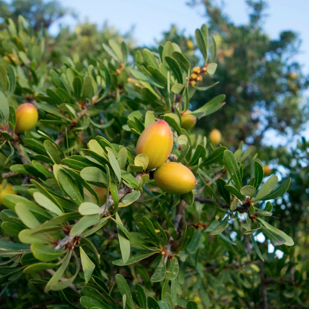 Fruits-leaves-argan-tree-argania-spinosa-argan-oil-Morocco